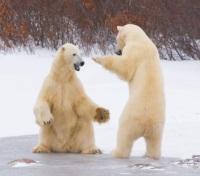 Polar bear